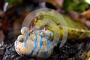 Painted burgundy snail with baby snails