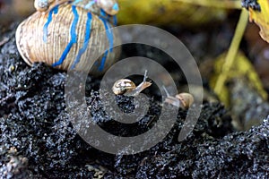 Painted burgundy snail with baby snails