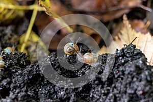 Painted burgundy snail with baby snails