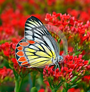 Butterfly common jezebel or Delias eucharis among red flowers photo