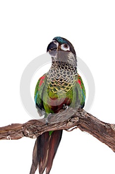 The painted conure, pyrrhura picta, on white