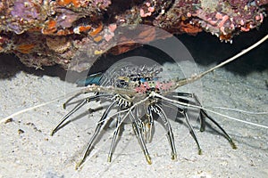 A painted Crayfish photo