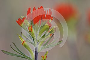 Painted Cup Blooming in Spring