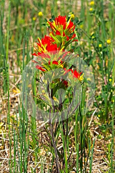 Painted-cup Paintbrush - Castilleja coccinea