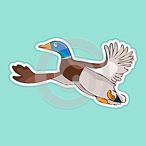 Painted cute funny bird duck drake in flight sticker, design element, print, colorful hand drawing, cartoon character, vector illu