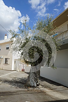 A painted decorative cross hangs on the trunk of an Olea europaea tree with fruits in August in Lardos, Rhodes Island