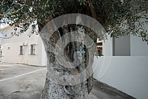 A painted decorative cross hangs on the trunk of an Olea europaea tree with fruits in August in Lardos. Rhodes Island, Greece