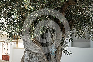 A painted decorative cross hangs on the trunk of an Olea europaea tree with fruits in August in Lardos. Rhodes Island, Greece