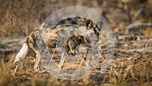 Painted dog in South Africa