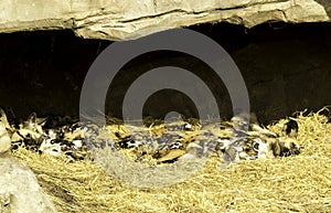 Painted Dogs Sleeping