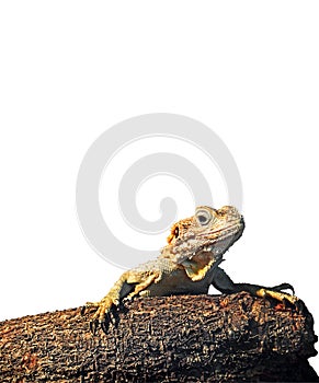 Painted Dragon on Branch on White Background, Clipping Path