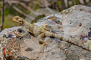 Painted dragon reptile Stellagama Stellio Brachydactyla on a rock, mimicry