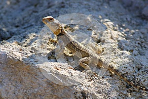 Painted dragon Stellagama stellio displaying on rock