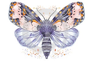 Painted drawing watercolor shaggy butterfly bear, bright color, thick body, night butterfly on a white background with splashes in