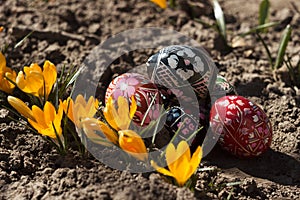 Painted Easter eggs lie on the ground next to the yellow Crocus. Spring, holiday concept