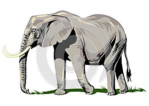A painted elephant isolated on a white background