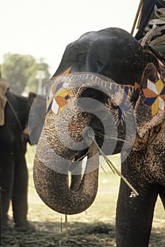 Painted elephant outside temple
