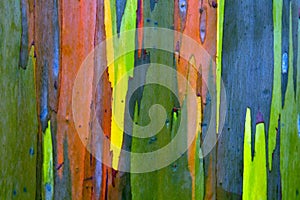 Rainbow Painted Eucalyptus (Gum) Tree Bark Background photo