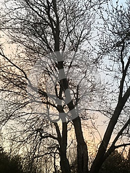 Painted evening sunset seen through the trees