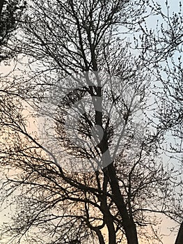 Painted evening sunset seen through the trees