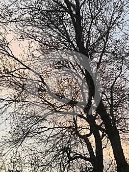 Painted evening sunset seen through the trees