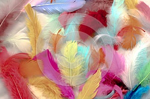 Painted Feathers photo