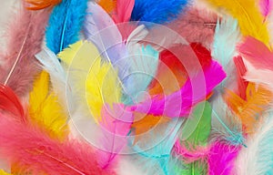 Painted Feathers