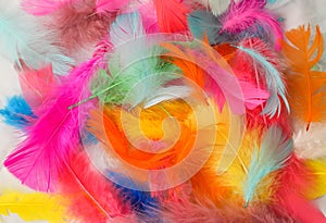 Painted Feathers photo