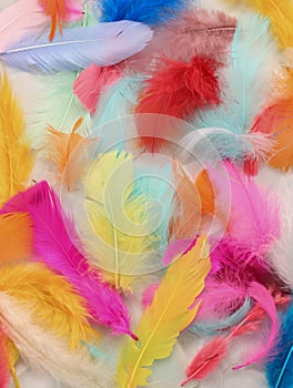 Painted Feathers photo