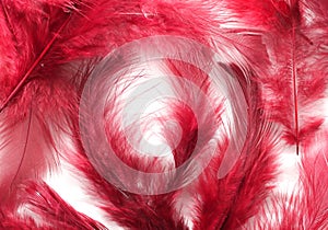 Painted Feathers photo