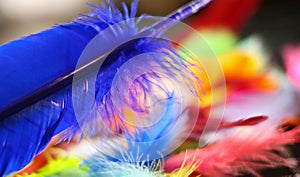 Painted Feathers photo