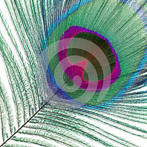 Painted feathers of a peacock