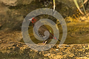 The Painted finch Emblema pictum.