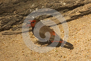 The Painted finch Emblema pictum. photo