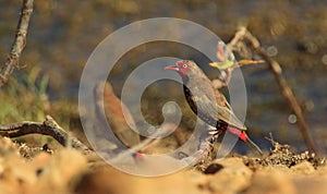 Painted Finch by outback lagoon