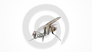 Painted fly. Fly on a white background. Vector fly. Harmful insects.