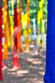 Painted forest in Gorj county, Romania