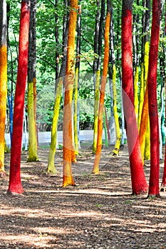 Painted forest in Gorj county, Romania