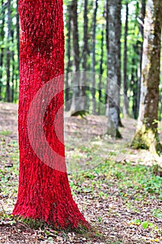 Painted forest in Gorj county, Romania