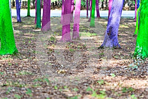 Painted forest in Gorj county, Romania