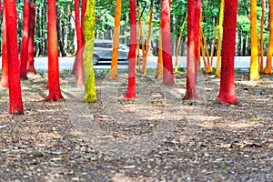 Painted forest in Gorj county, Romania