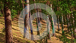 Painted forest in Oma, Basque Country. Ibarrola