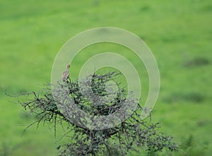 Painted francolin or painted partridge Francolinus pictus Calling