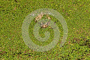 A Painted Frog, resting in a pond covered with green leaves of an invasive fern