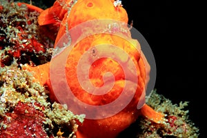 Painted Frogfish