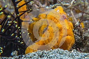 Painted frogfish