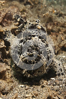 Painted Frogfish (Antennarius pictus)