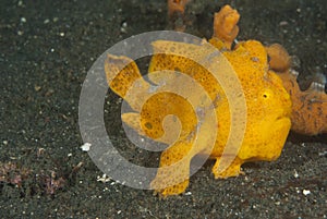 Painted frogfish Antennarius pictus