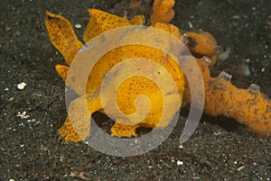 Painted frogfish Antennarius pictus