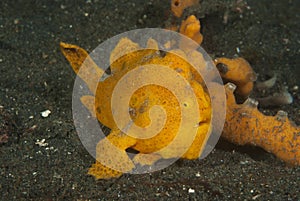 Painted frogfish Antennarius pictus